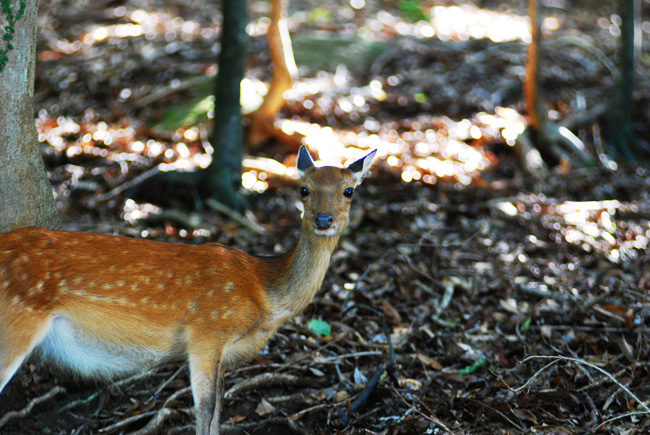 yakushima seibu rindoh forest road deer shika